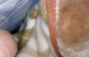 XXX Istri dengan pantat bokep indo yg baru besar menjadi kanker untuk seks anal dan erangan dari anggota